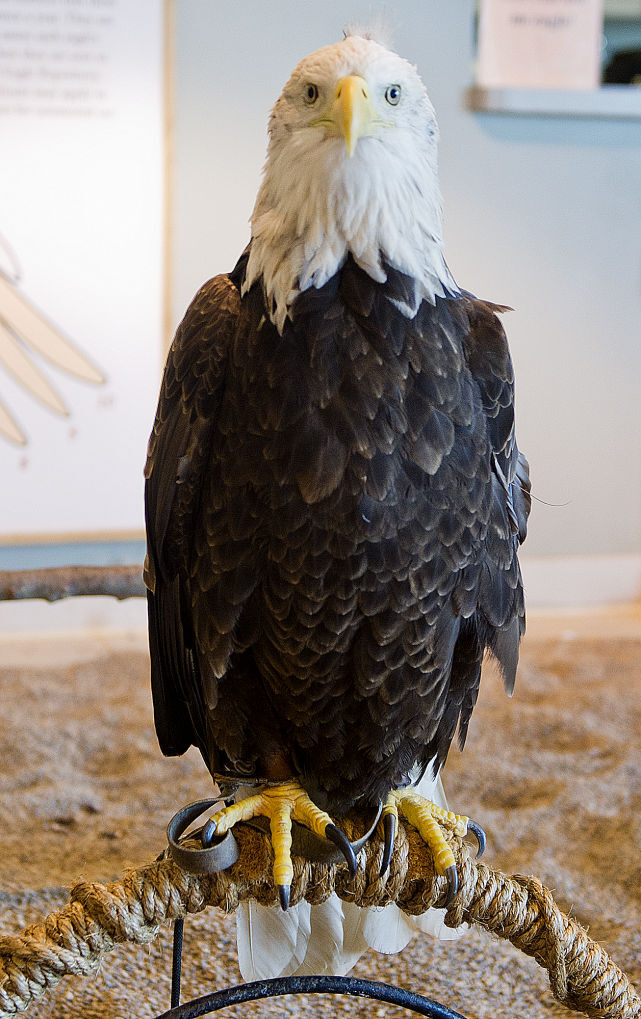 SOAR with the Eagles